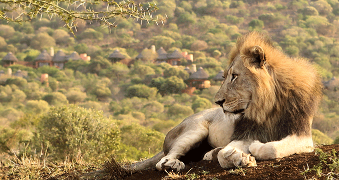 Lion on the plains